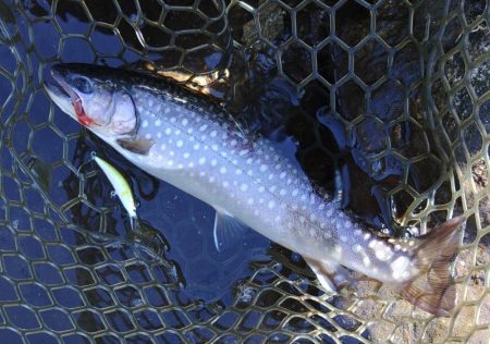 楽しすぎる！ ～平谷湖フィッシングスポット…